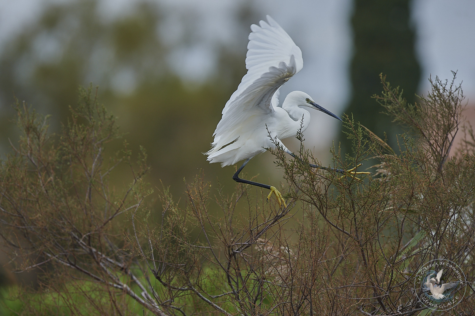 Little Egret