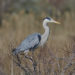 Héron cendré - Grey heron