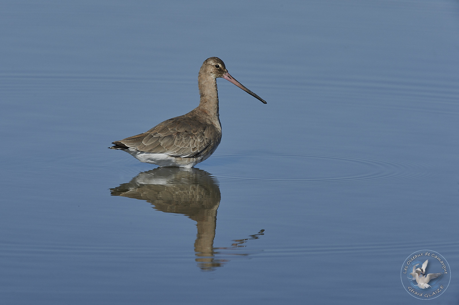 Black-tailed Godwit