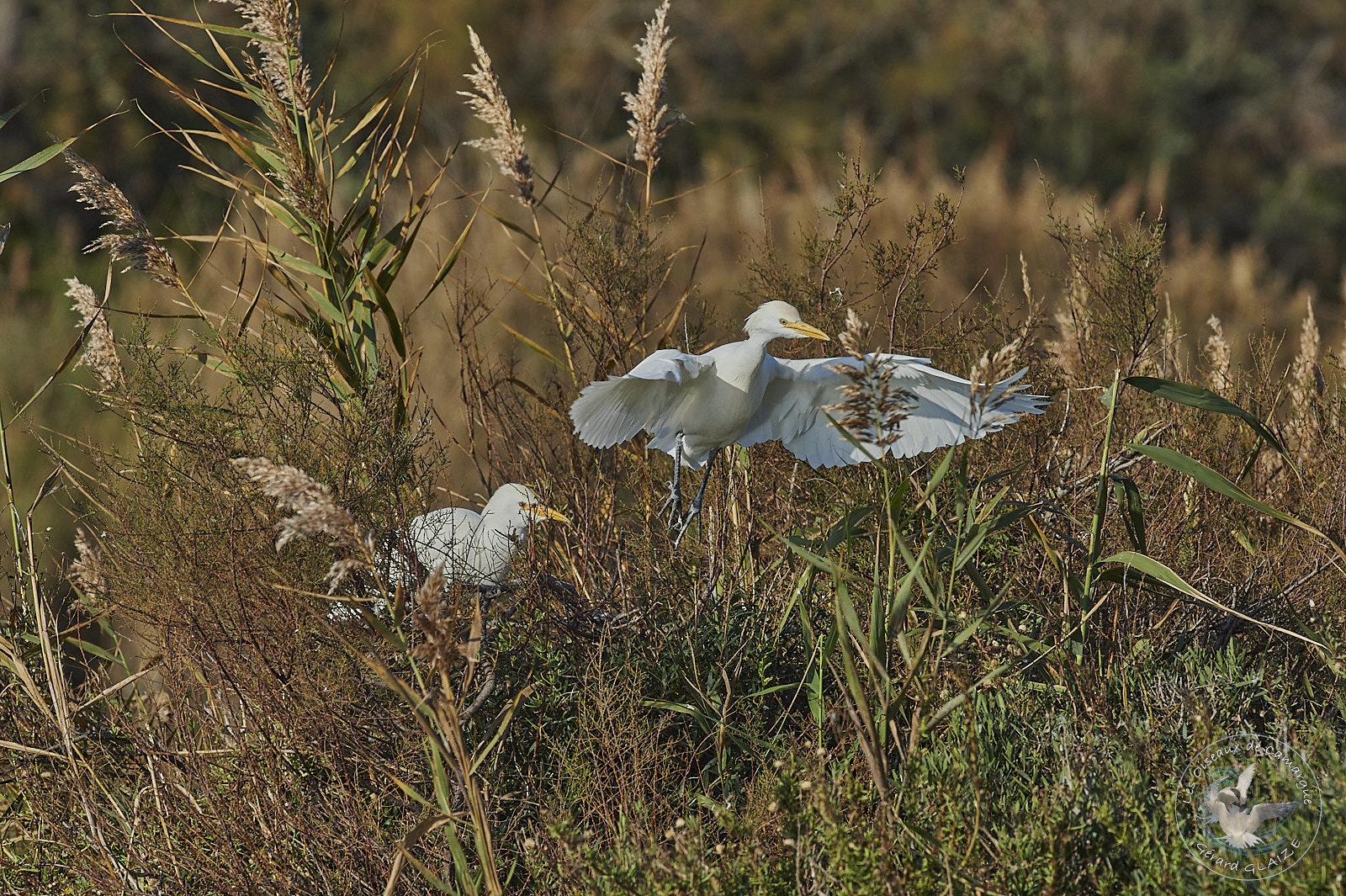Héron Garde-boeufs - Western Cattle Egret