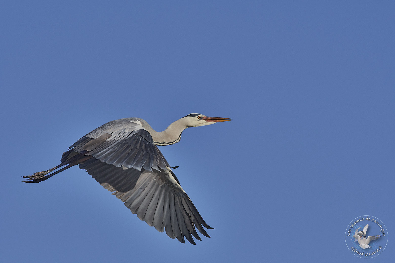 Héron cendré en vol - Grey heron in flight