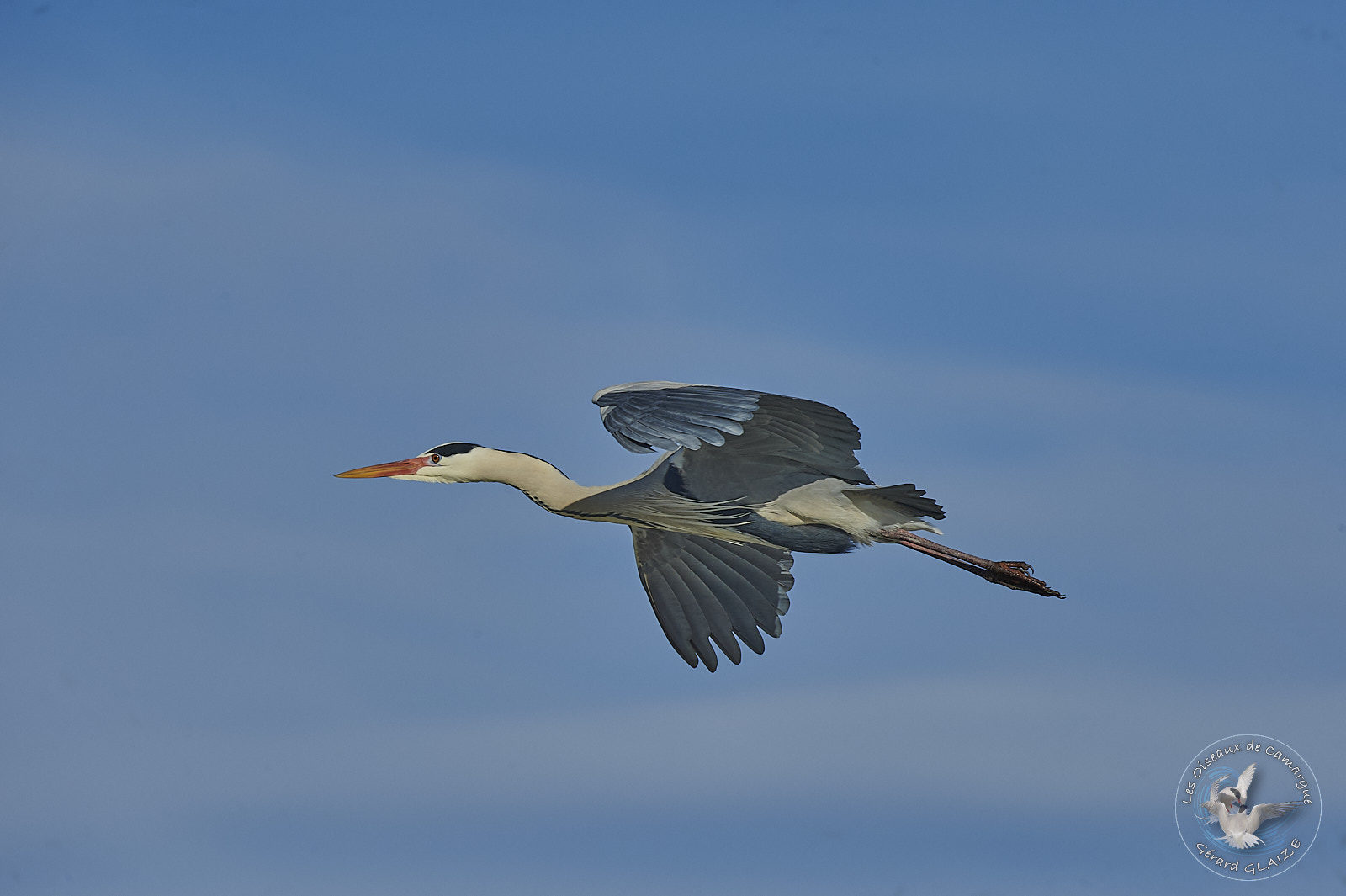 Héron cendré en vol - Grey heron in flight
