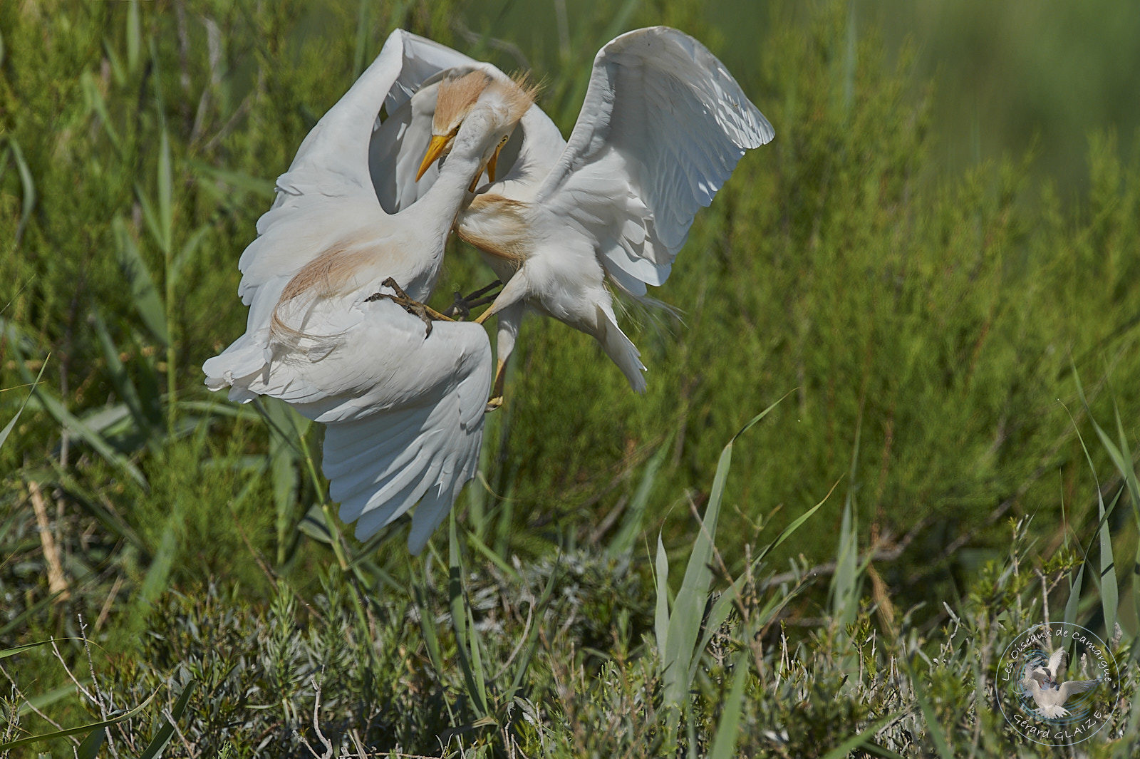 Héron Garde-boeufs - Western Cattle Egret