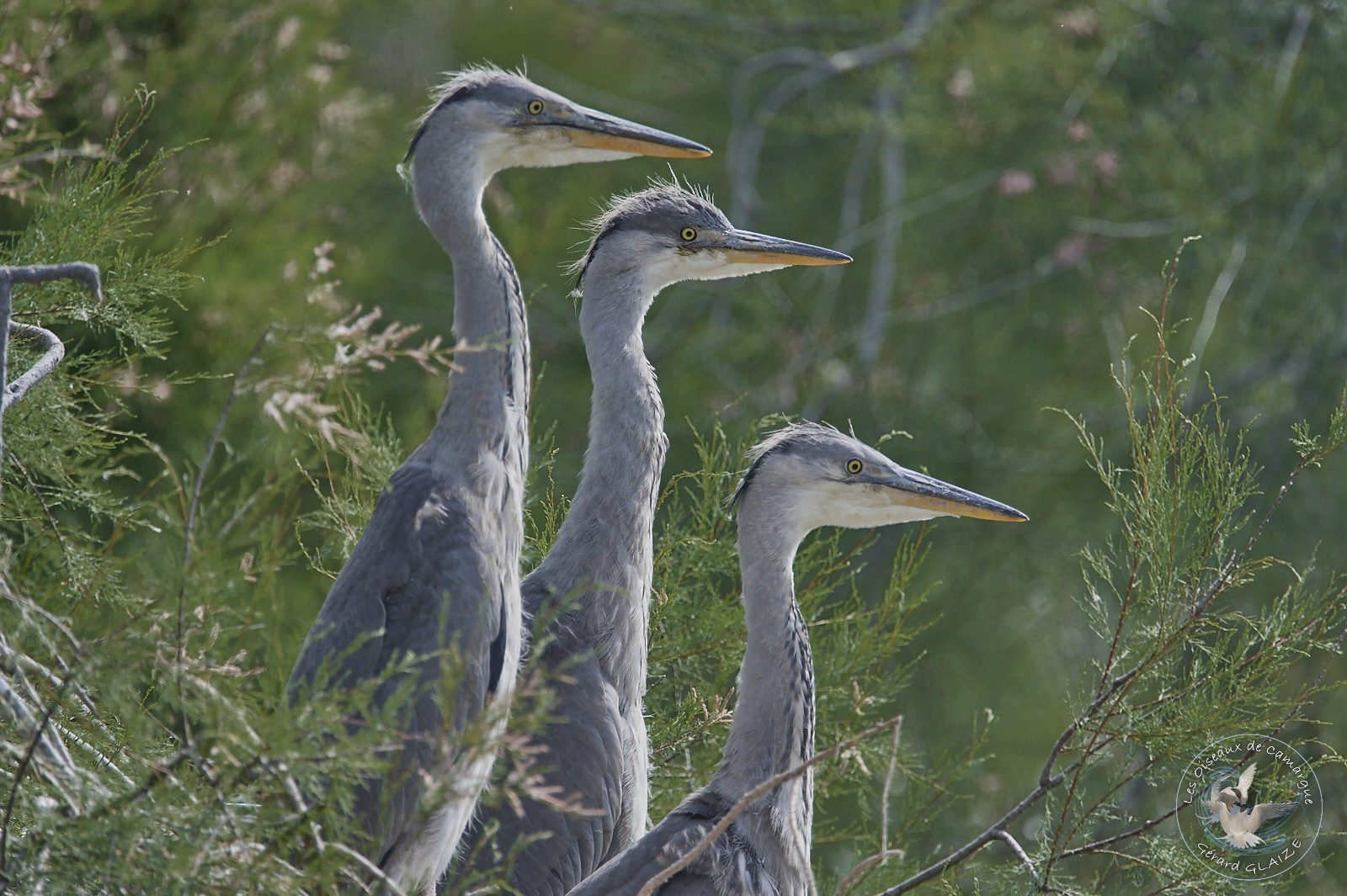Hérons cendrés Juvénile - Grey heron