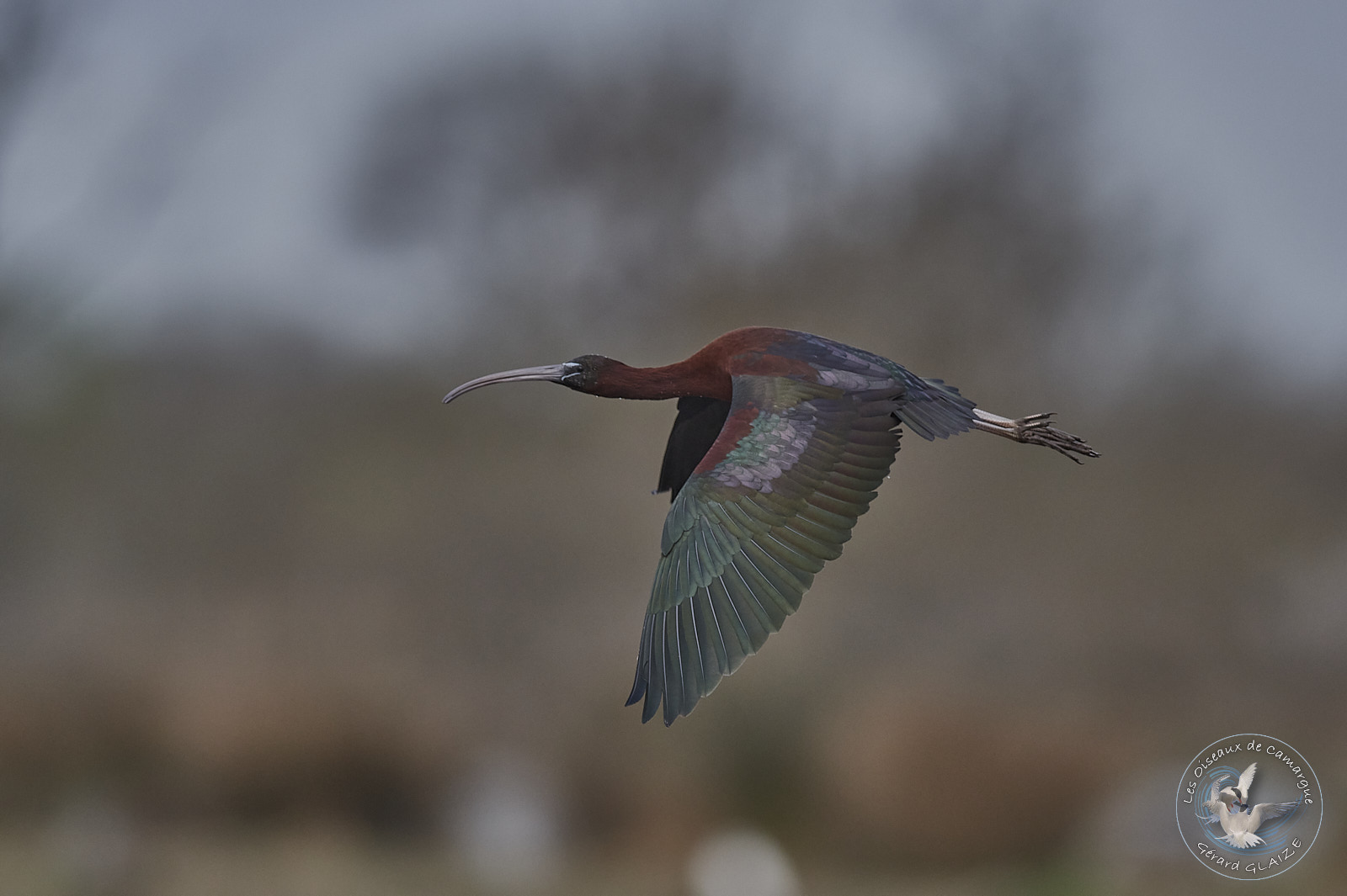 Ibis falcinelle en vol