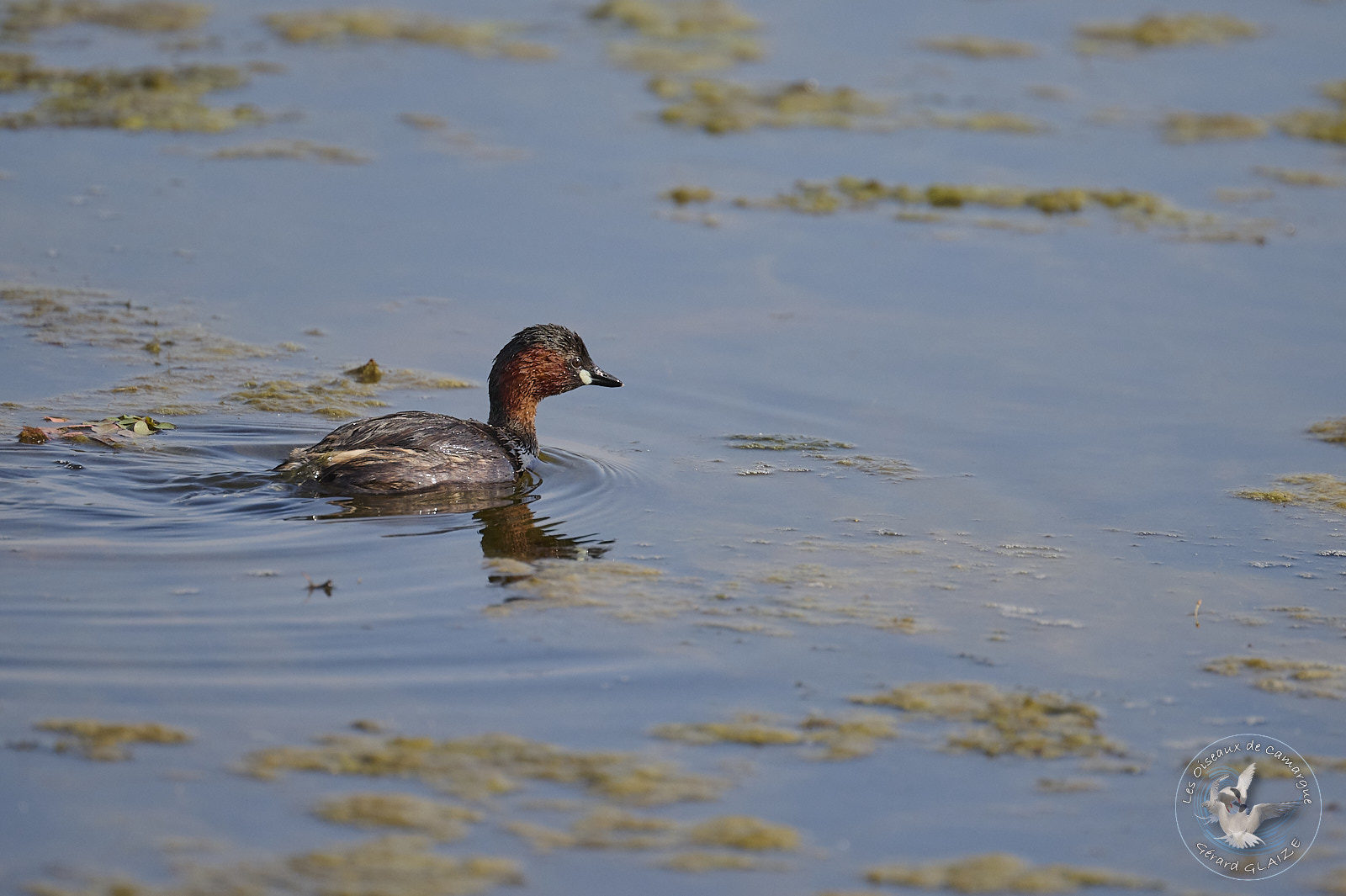 Grèbe Castagneux - Little Grebe