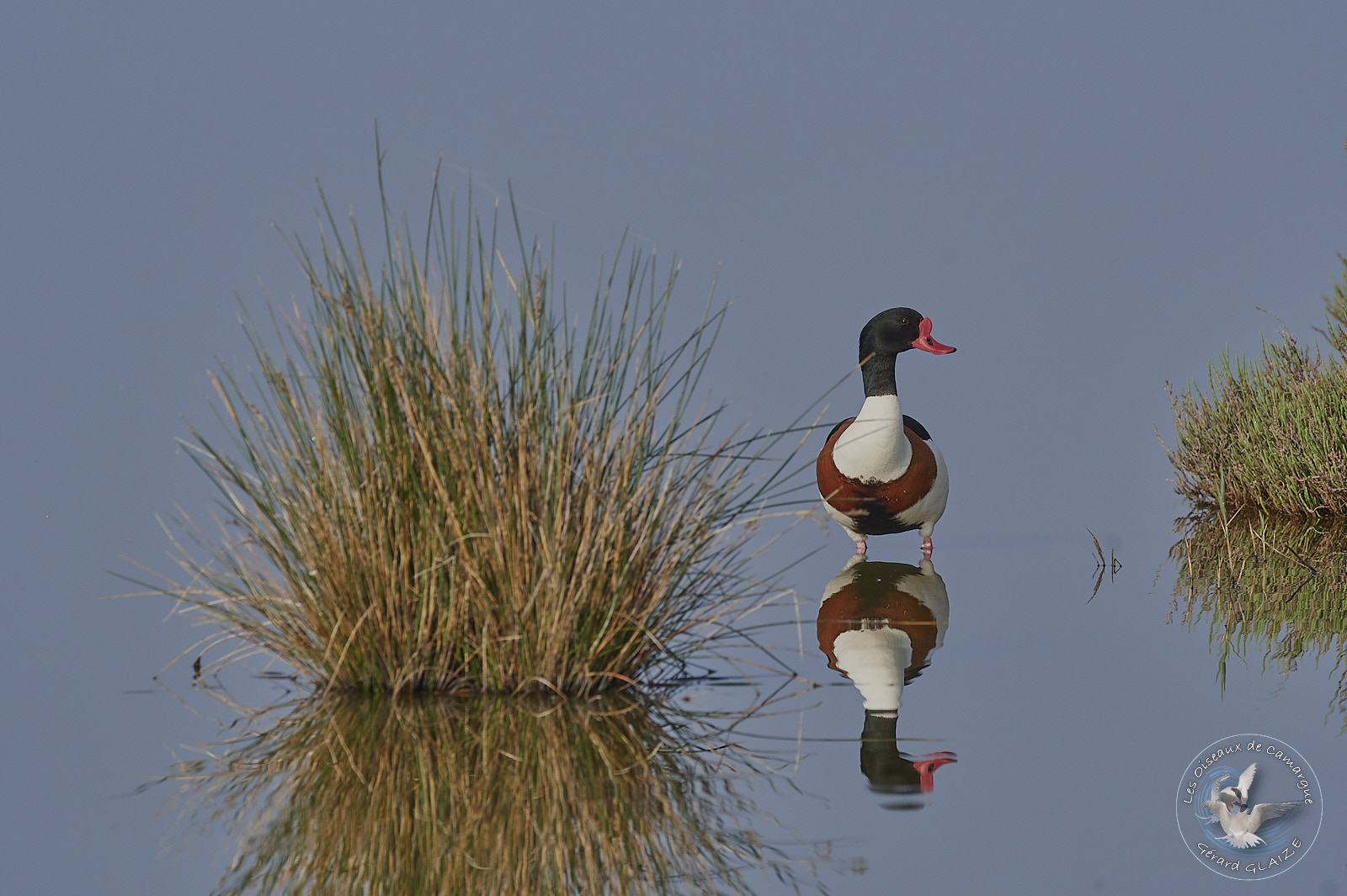 Common Shelduck