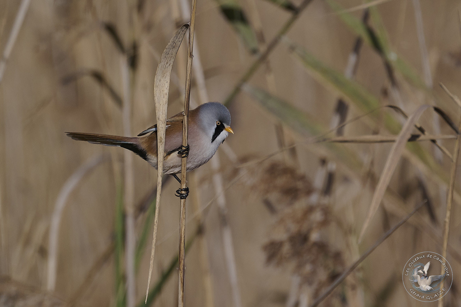 Panure à moustaches - Bearded Reedling