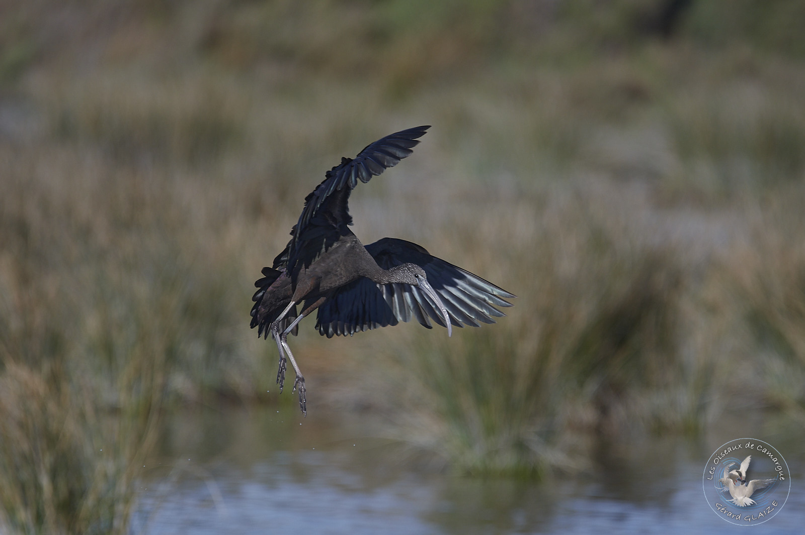 Glossy Ibis