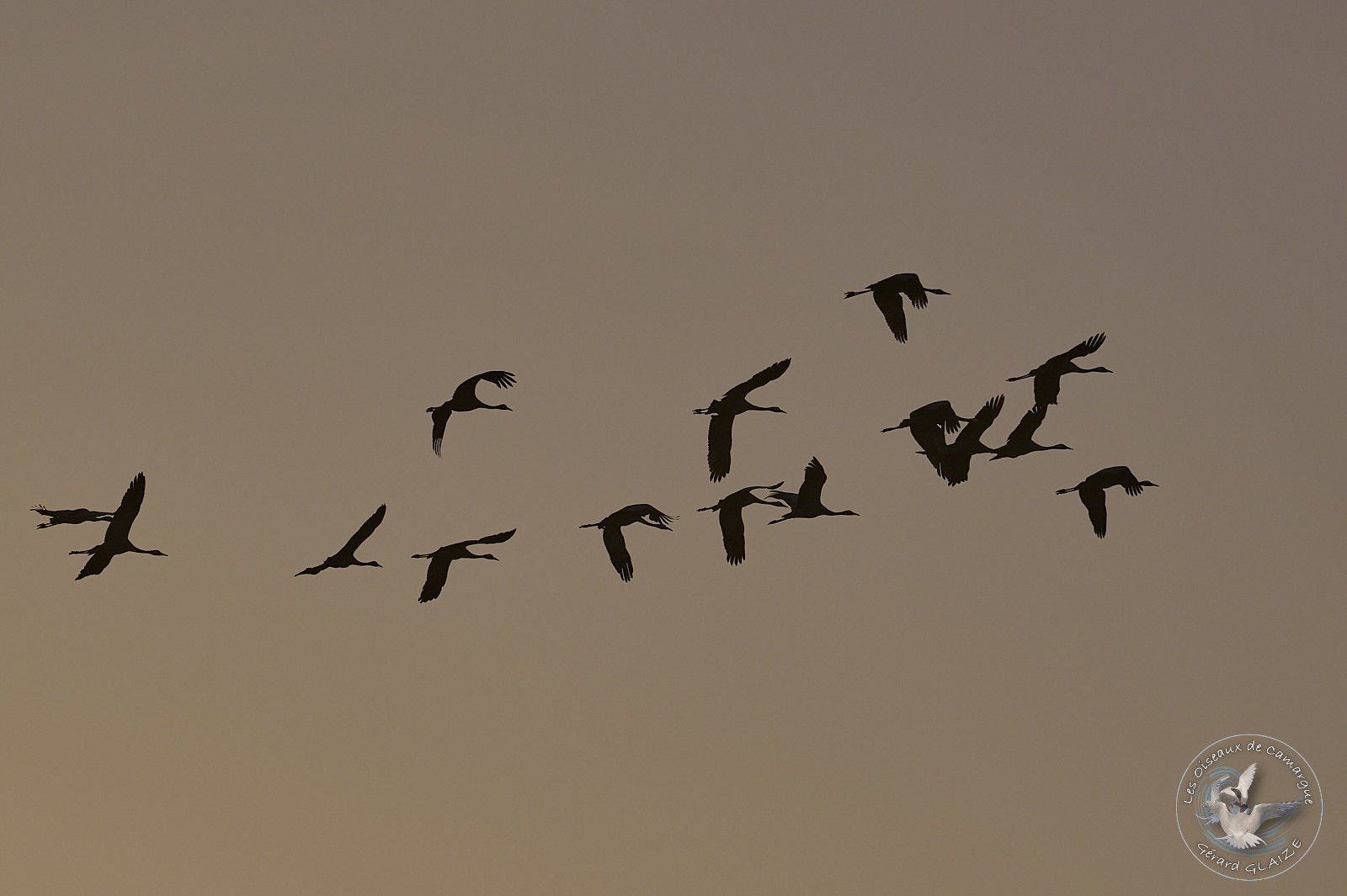 Grues cendrées en vol - Common Crane in flight