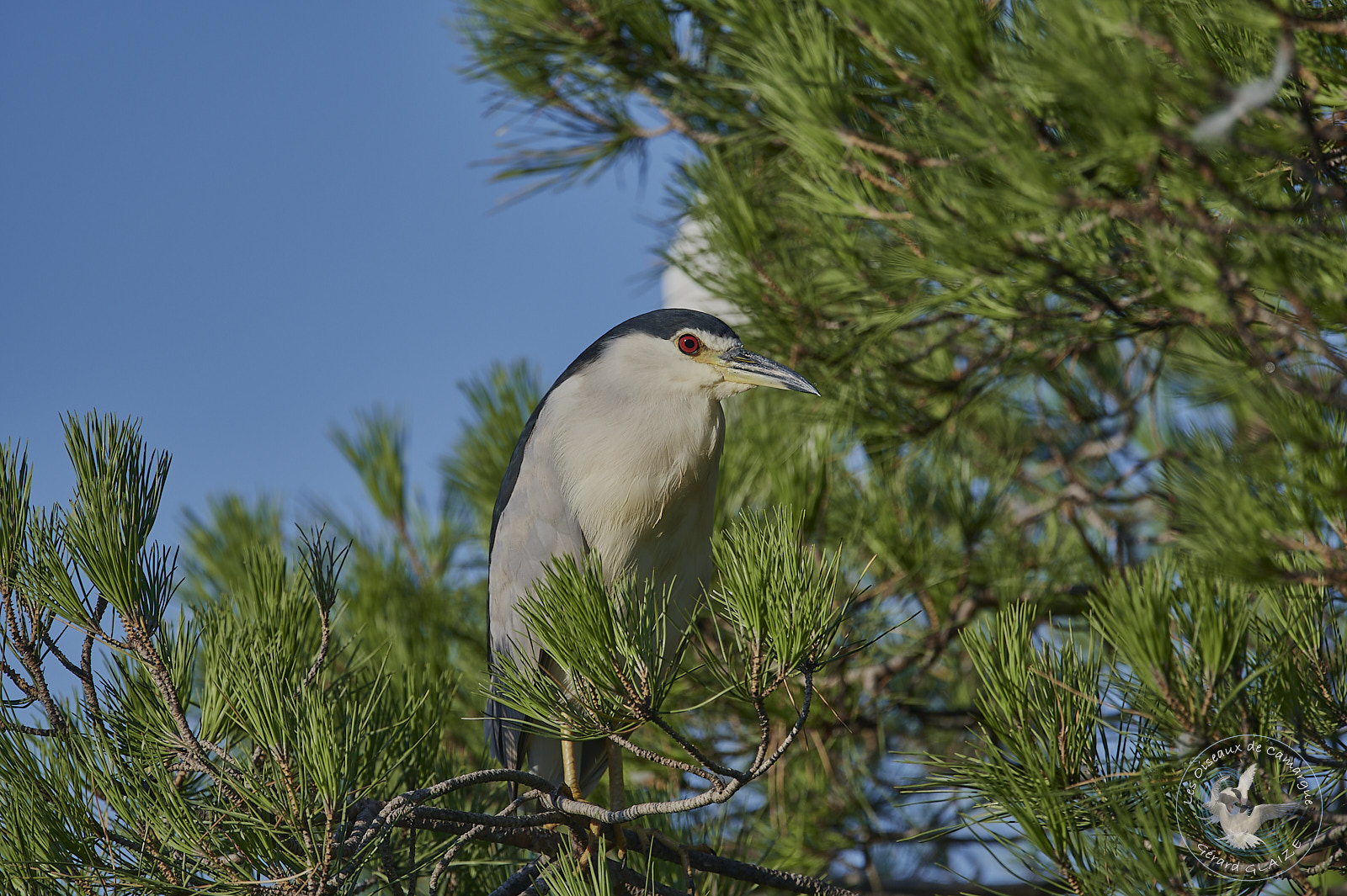 Black-crowned Night Heron