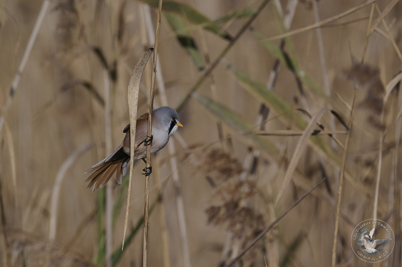 Panure à moustaches - Bearded Reedling