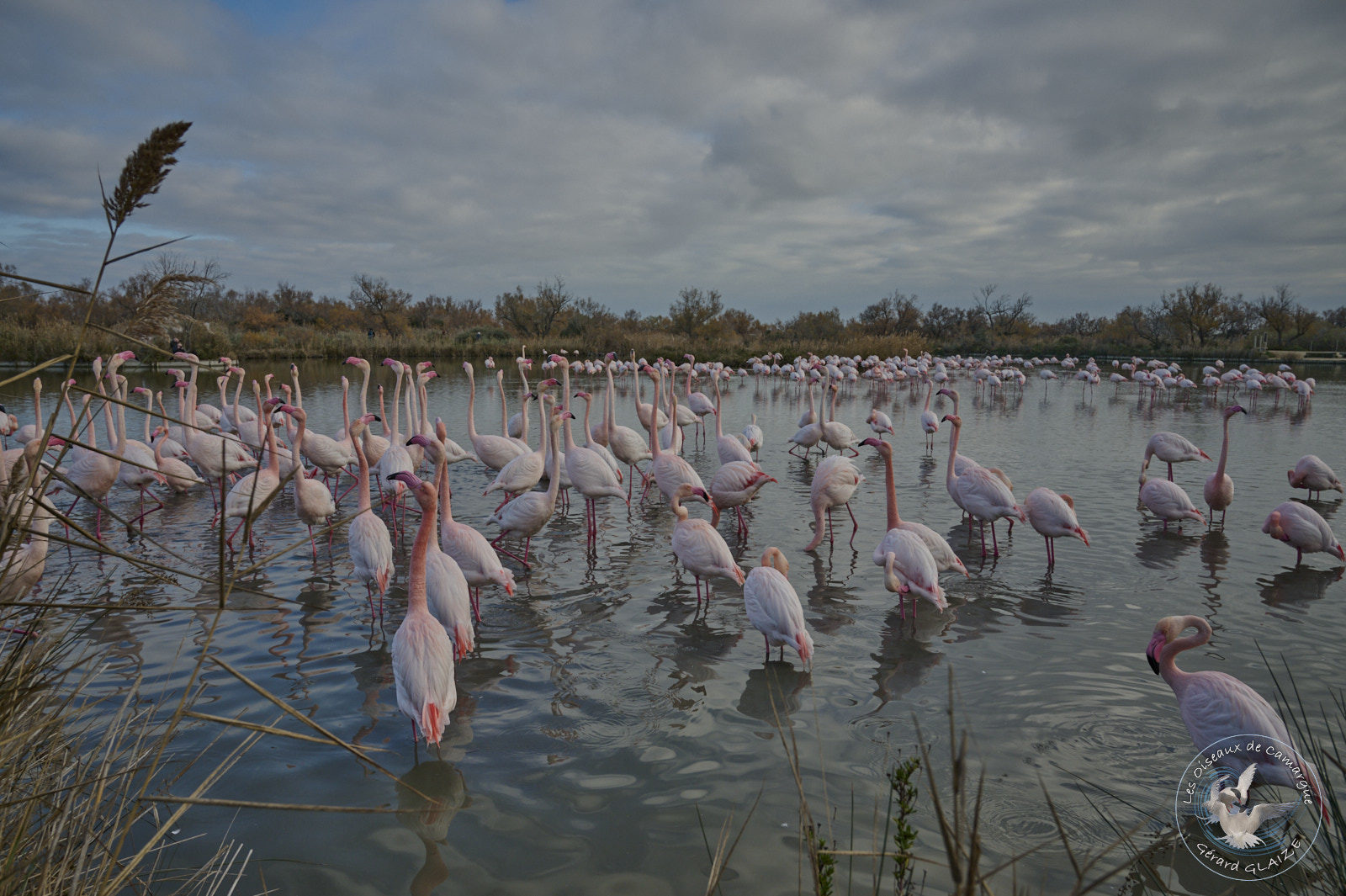 Flamants roses - Greater Flamingos