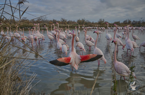 Parade des Flamants roses - Courtship of Greater flamingos