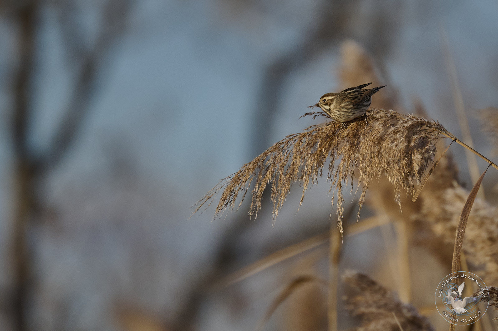 Bruant des roseaux - Common Reed Bunting
