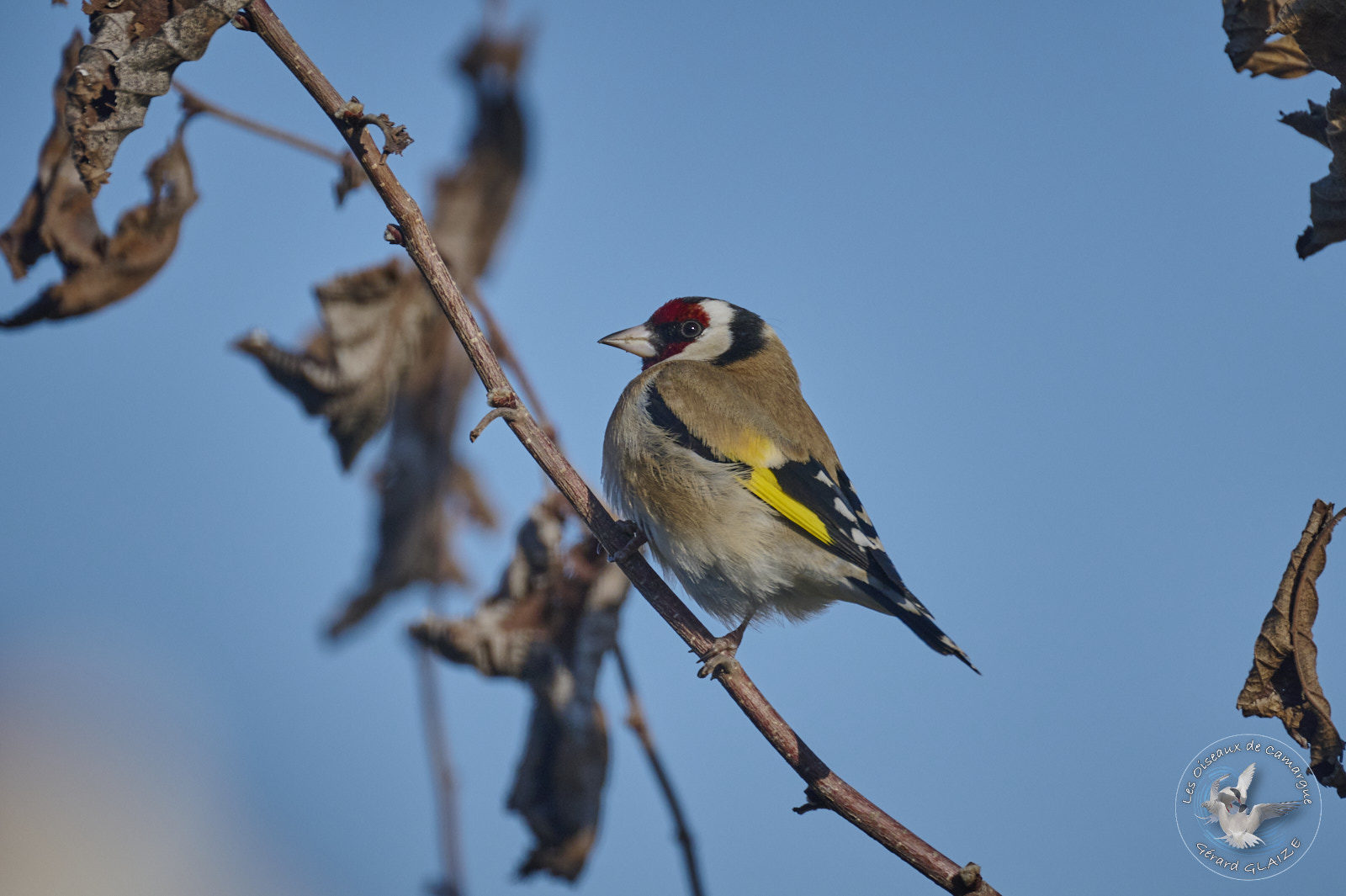 Chardonneret élégant - European Goldfinch