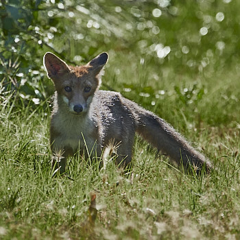 Vidéos nature du Renard