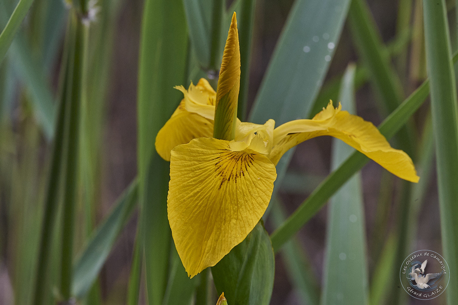 Iris des marais - Camargue Flora