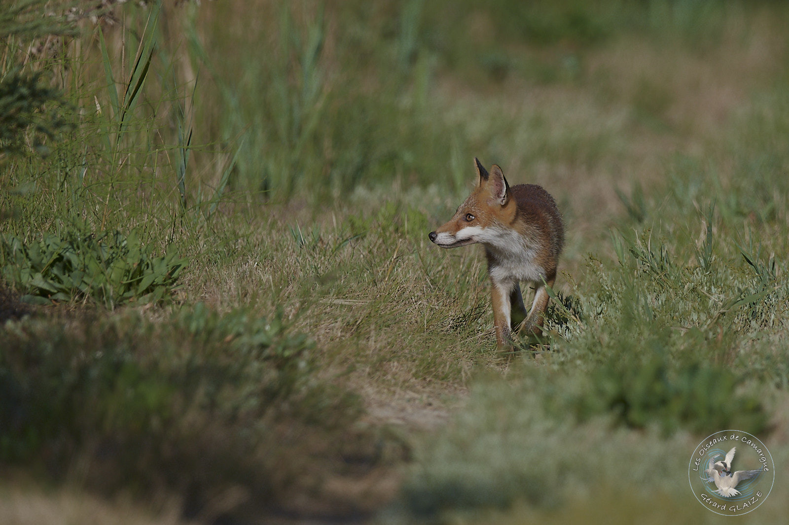 Renard roux - Red fox