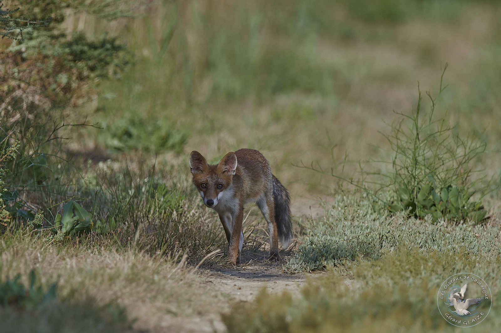 Renard roux - Red fox