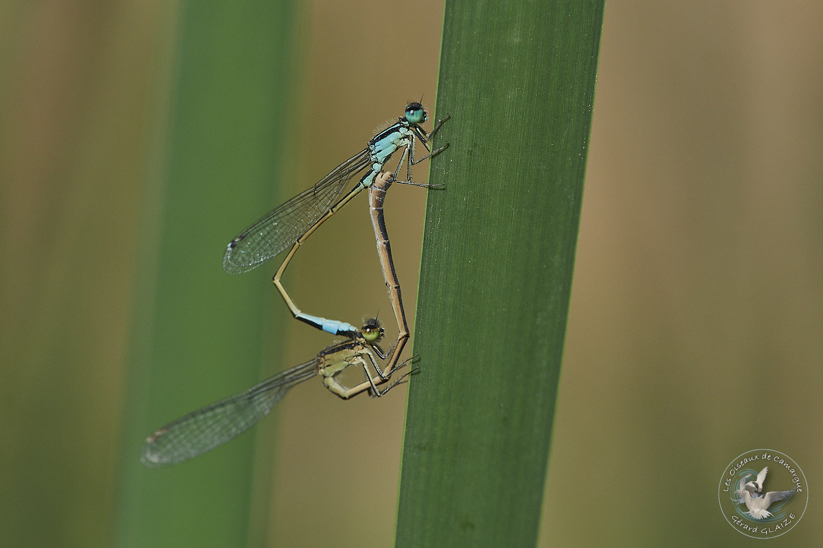 Agrion accouplement