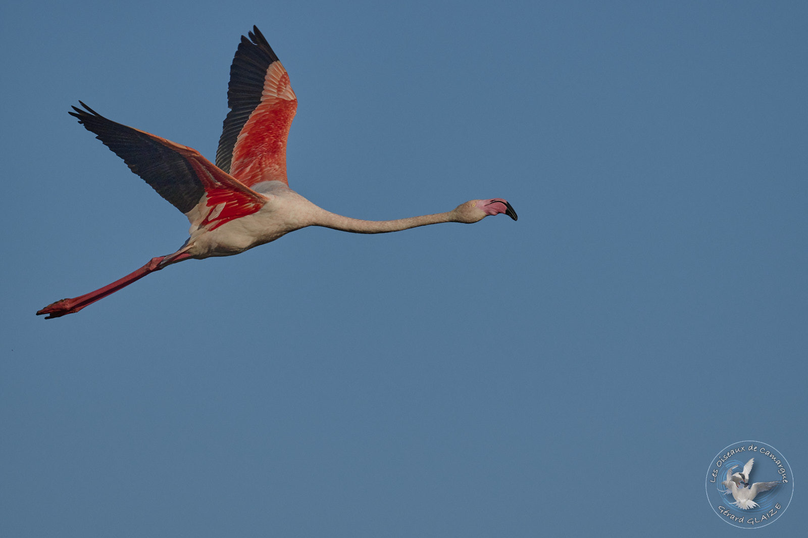 Flamant rose en vol - Greater Flamingo in flight
