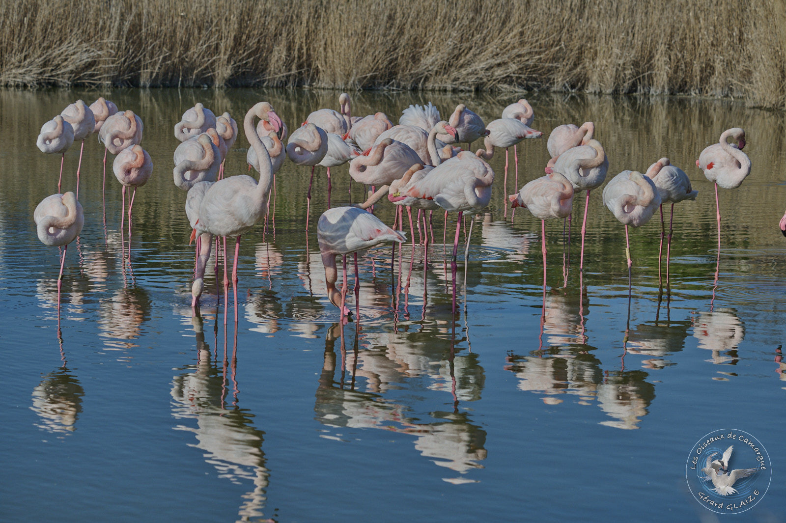 Flamants roses - Greater Flamingos