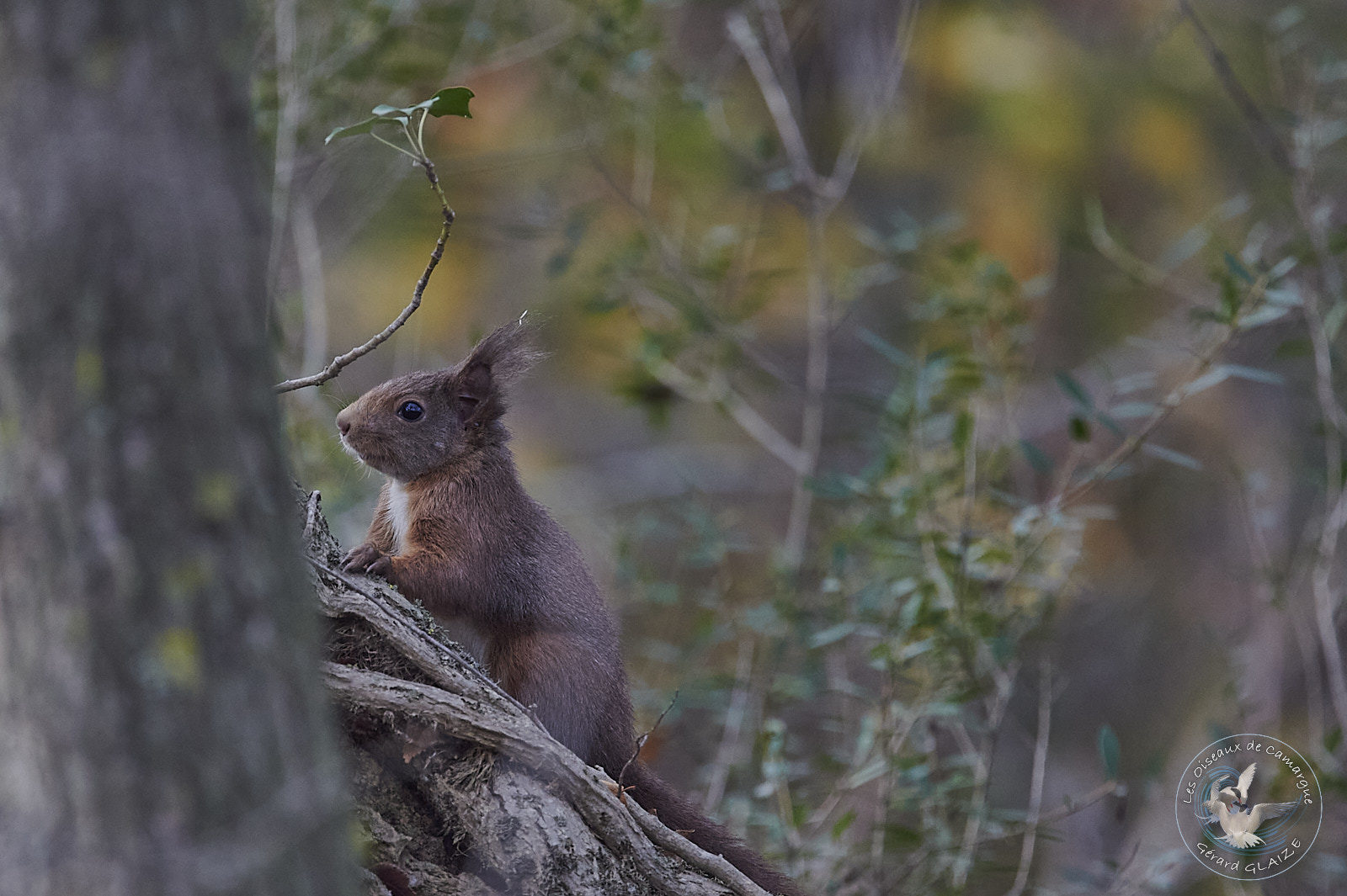 Ecureuil roux - Red squirrel