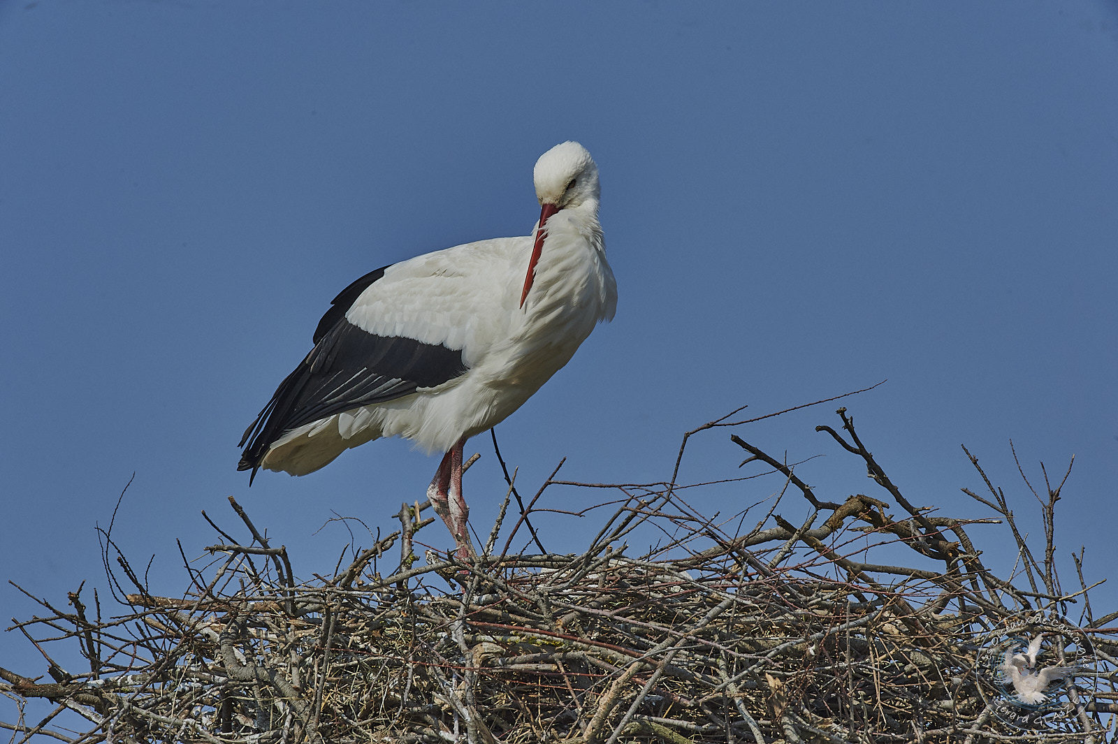 Cigogne blanche - White Stork