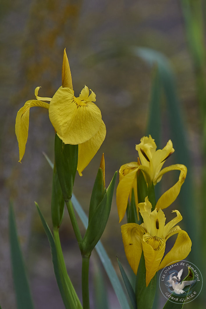 Iris des marais - Camargue Flora