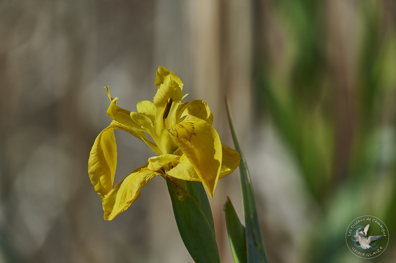Camargue Flora - Iris des marais