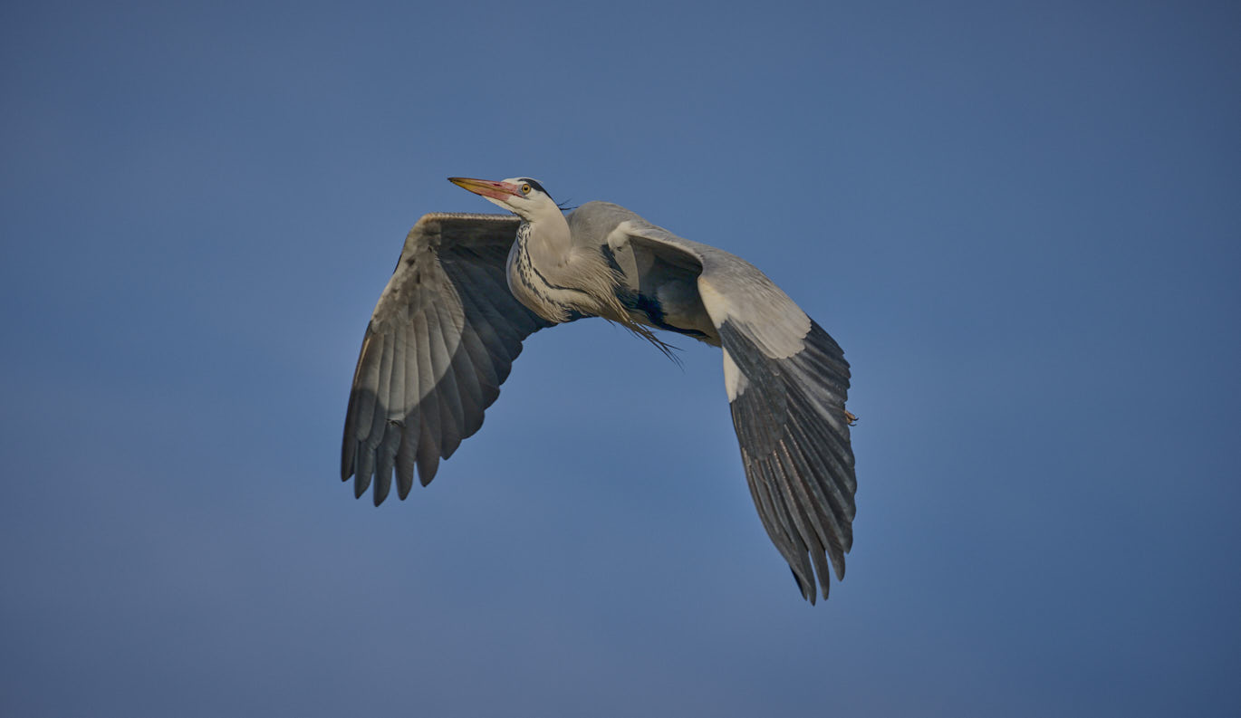 Bienvenue sur le site - Héron cendré - Grey heron