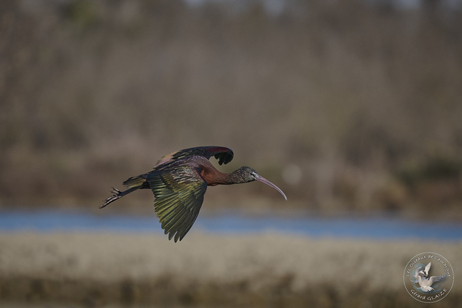 Photo du mois Ibis Falcinelle - Photo of the month Glossy Ibis