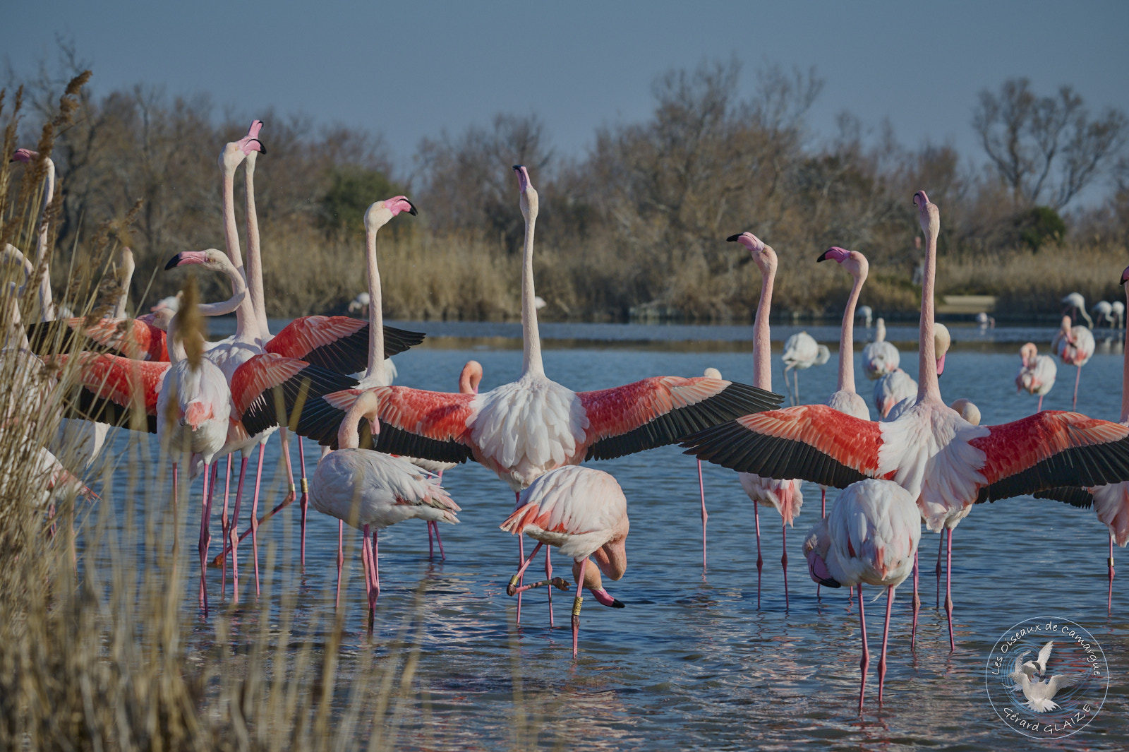 Parade des Flamants roses - Flamingos Parade
