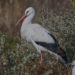 Cigogne blanche - White Stork