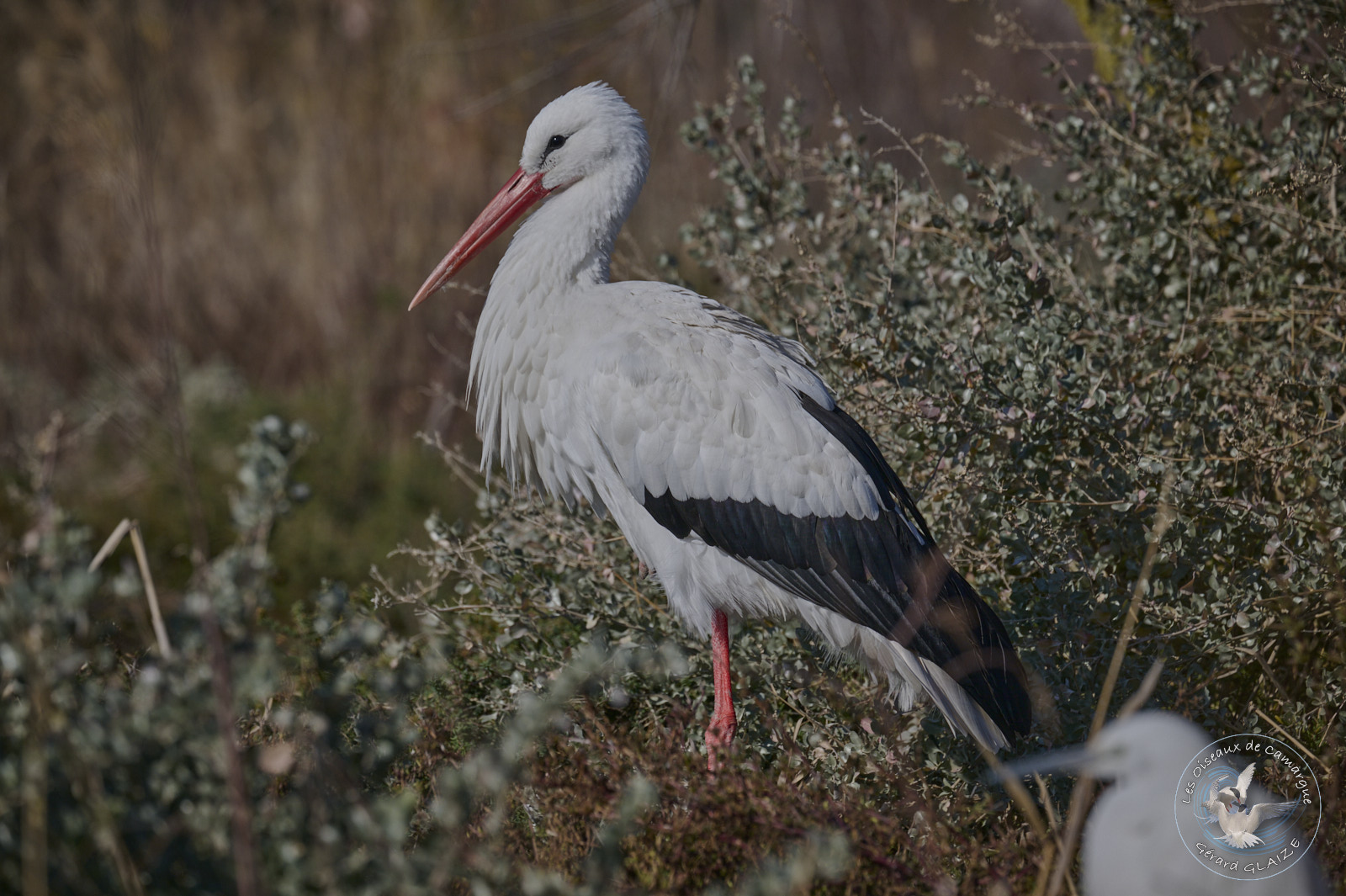 White Stork