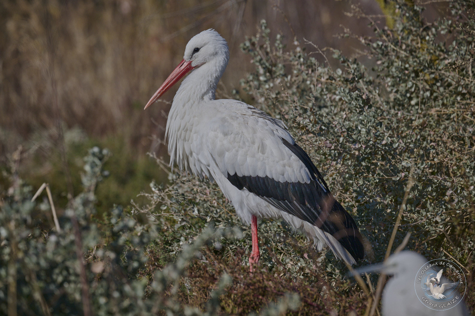 Cigogne blanche - White stork
