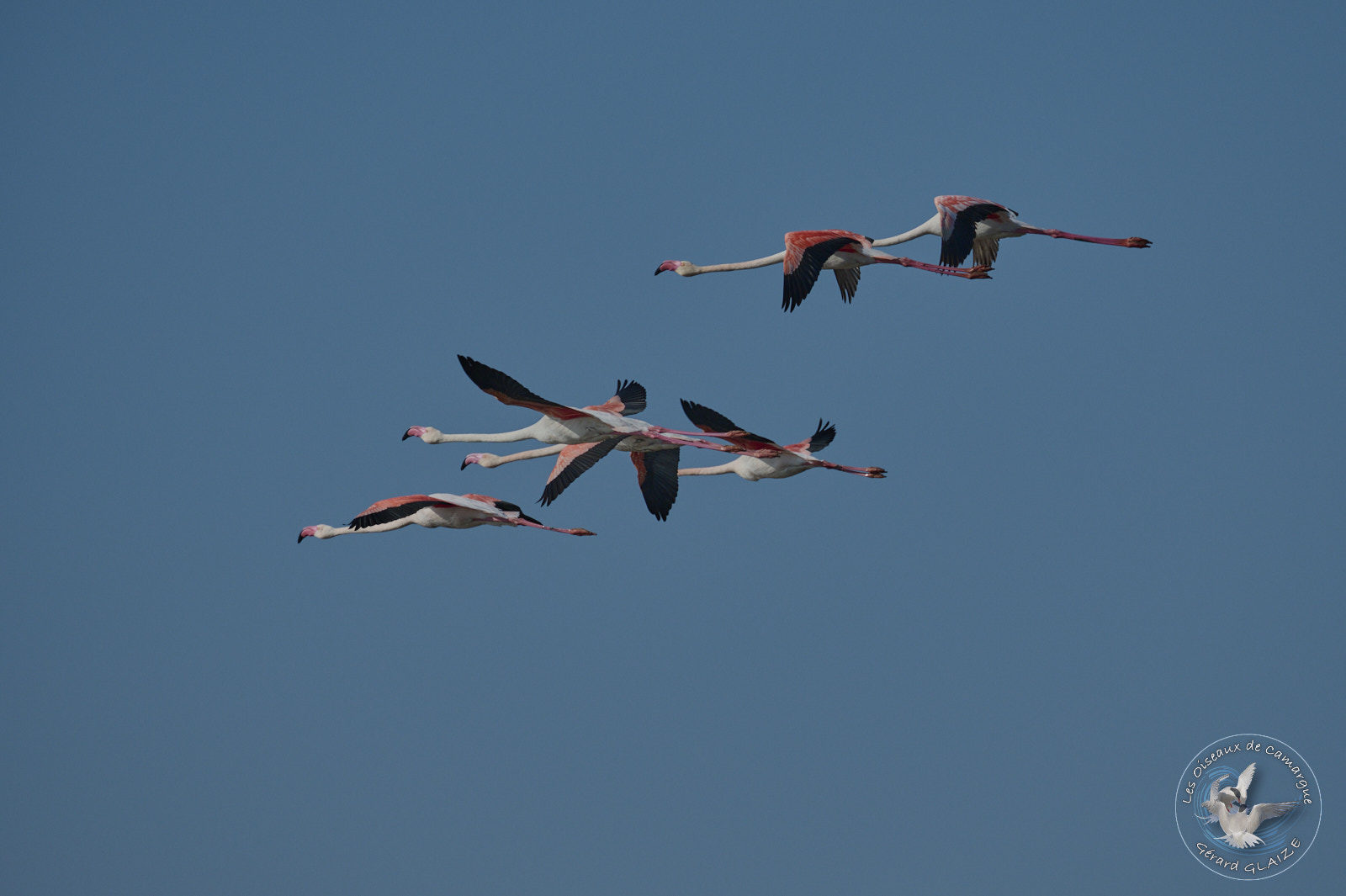 Vol de Flamants roses - Flight of Greater Flamingos