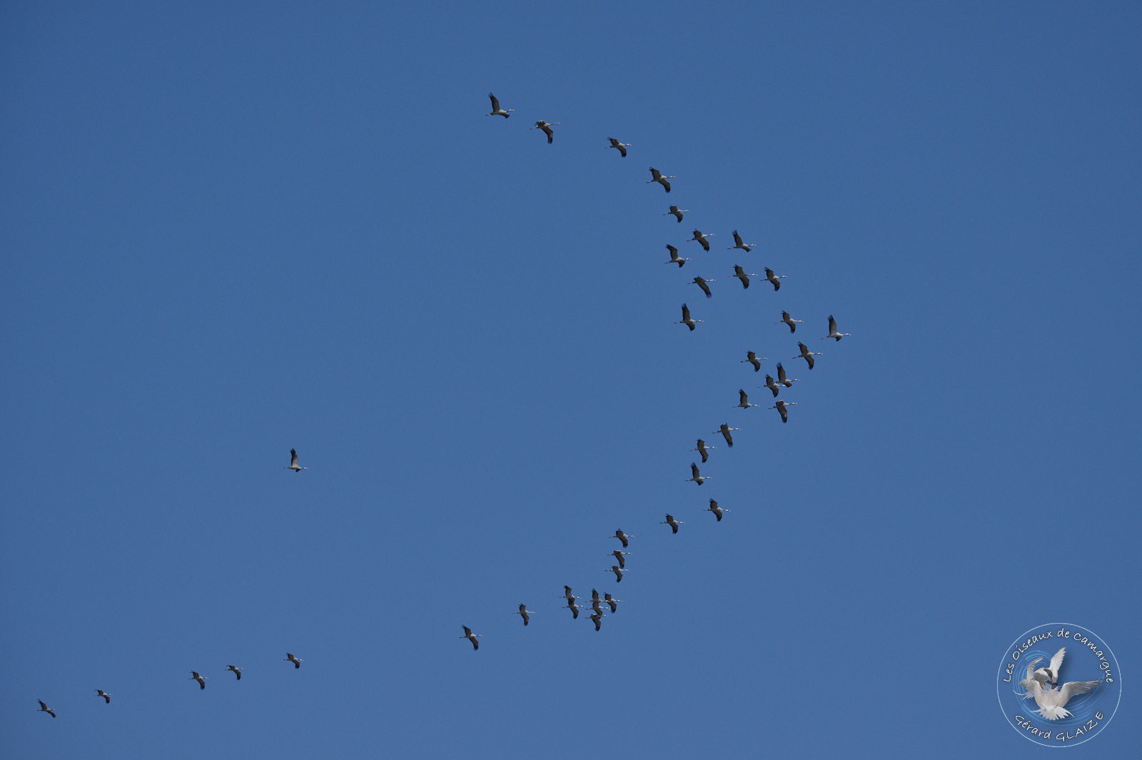 Grues cendrées - Common Cranes