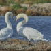 Cygnes tuberculé - Mute Swans