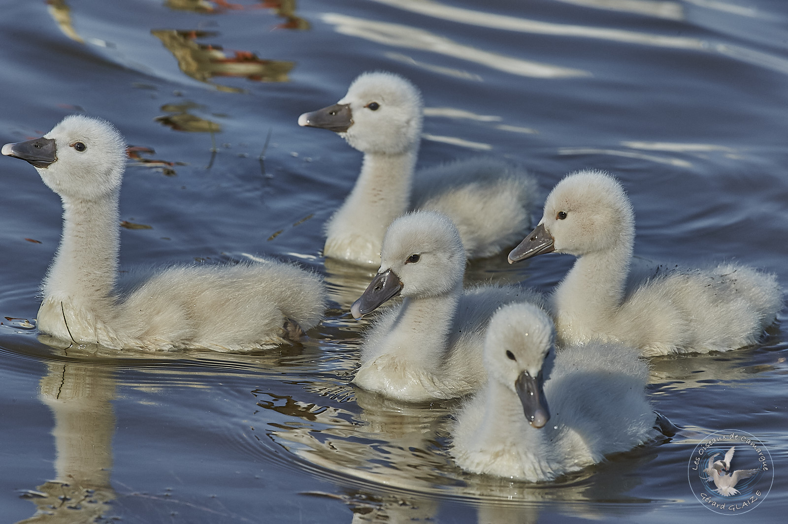 Cygneaux - Swans