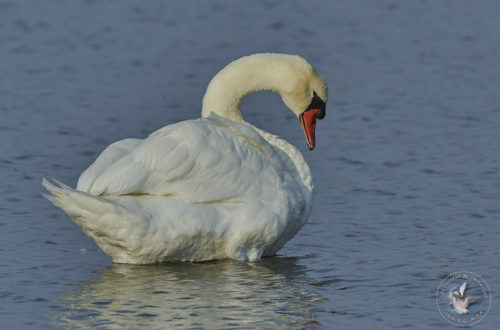 Cygne tuberculé - Mute Swan