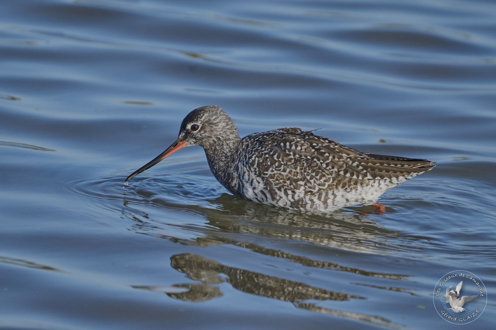 Photo du mois Chevalier Arlequin - Photo of the month Spotted Redshank