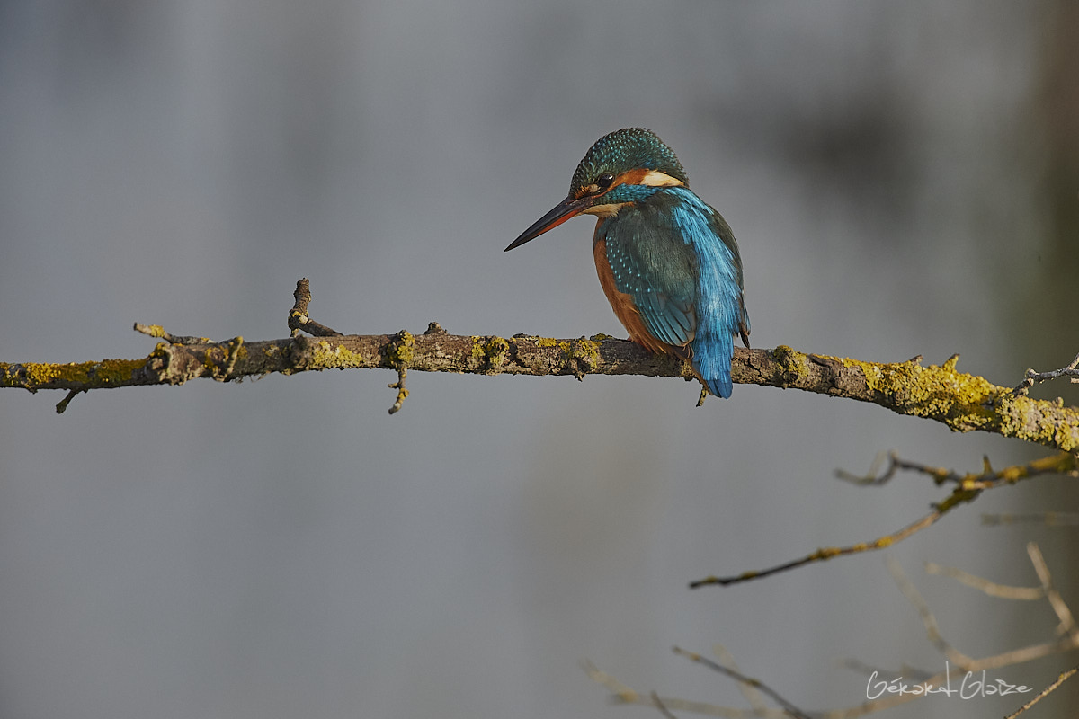 Wallpapers Kingfisher