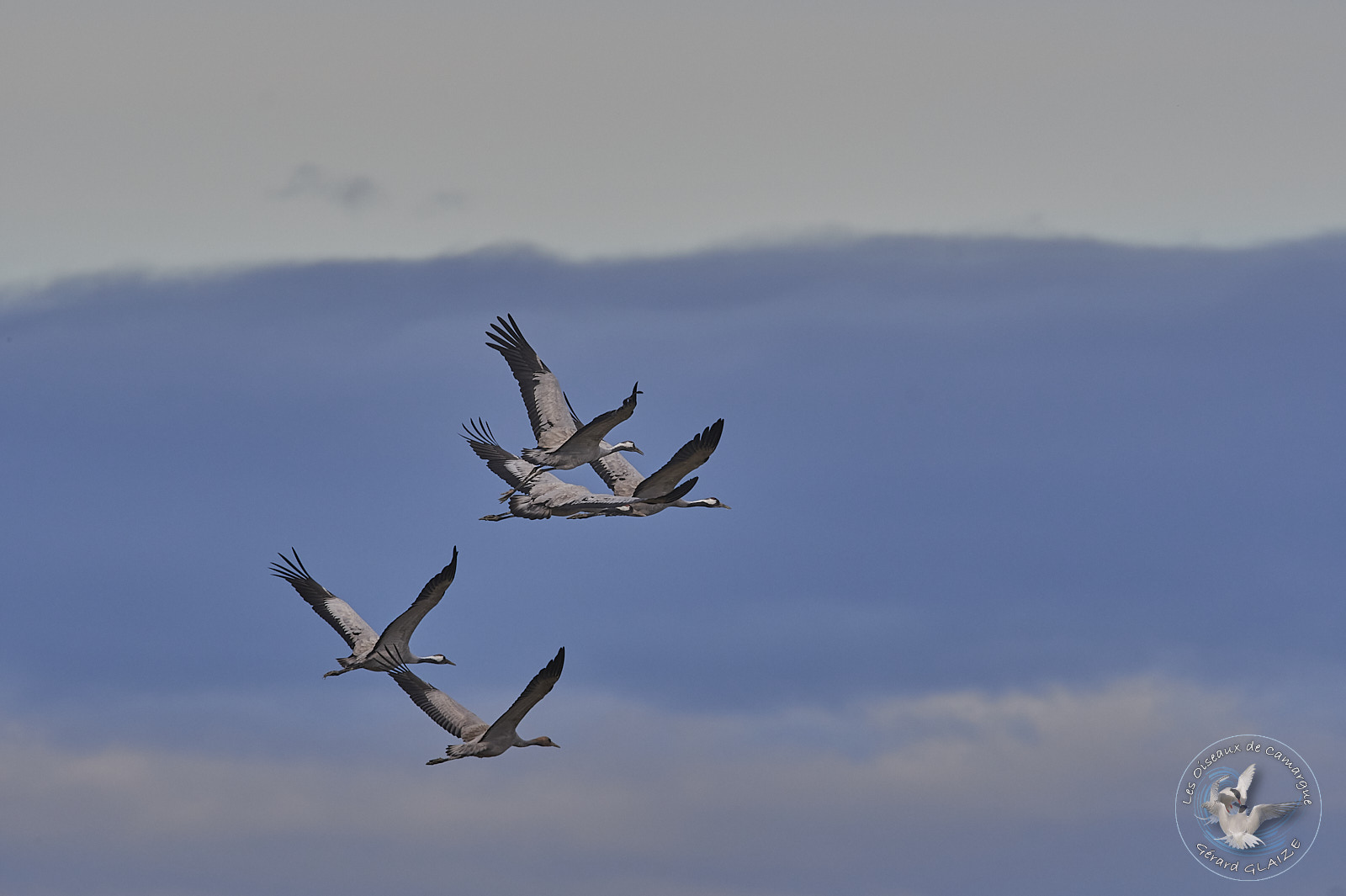 Vol de Grues cendrées - Flight of Common Cranes