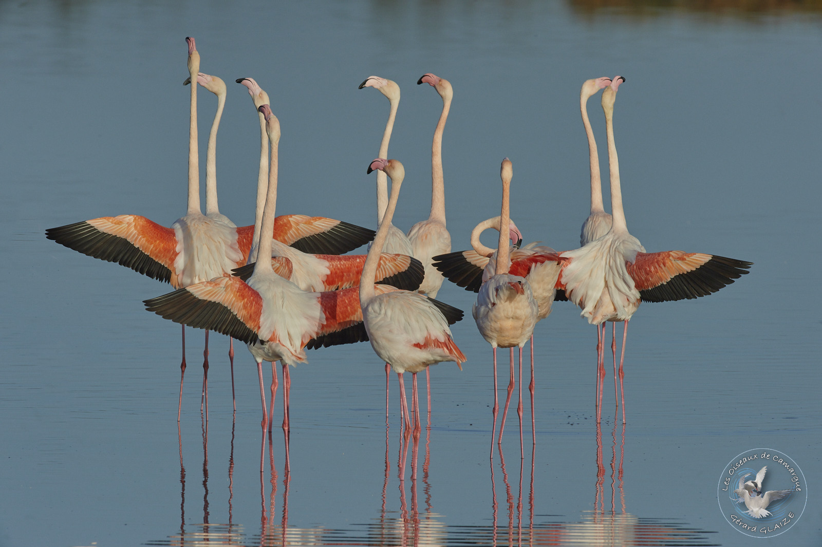 Parade des Flamants roses - Greater Flamingo Parade