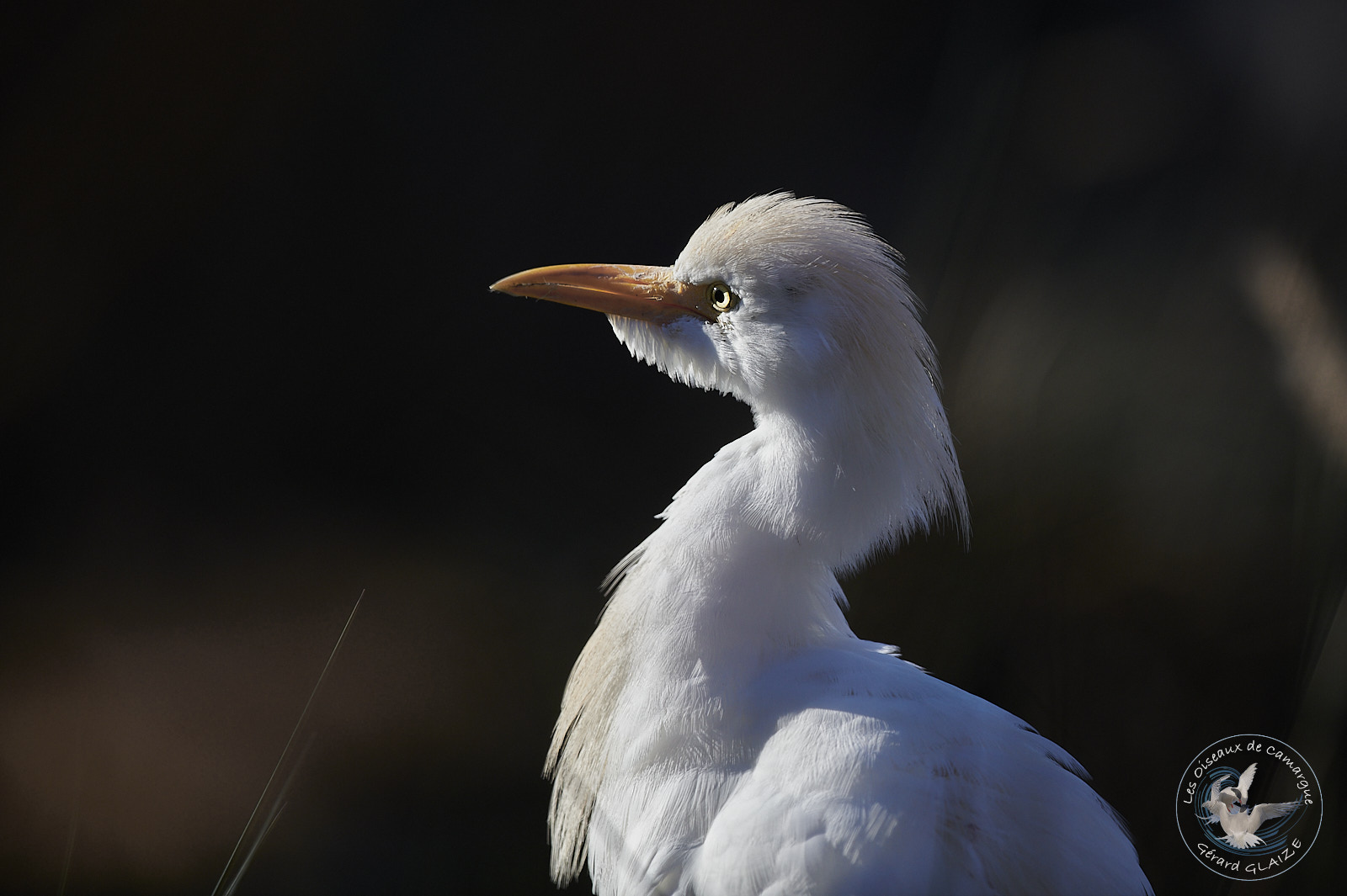 Héron Garde-bœufs - Western Cattle Egret