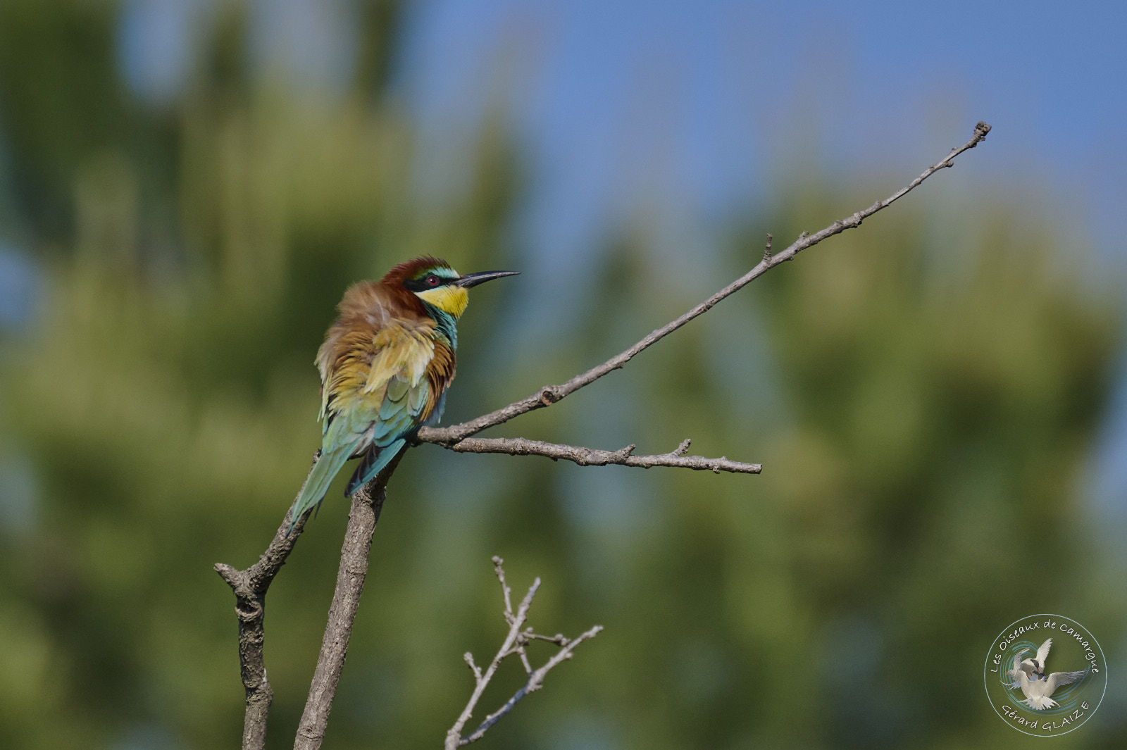 Guêpier d'Europe - European Bee-eater