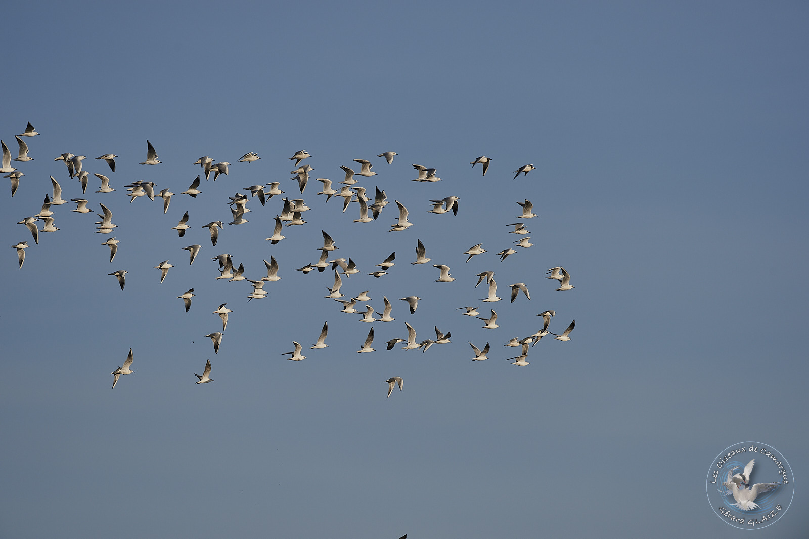 Vol de Mouettes rieuses - Flight of Black-headed Gulls