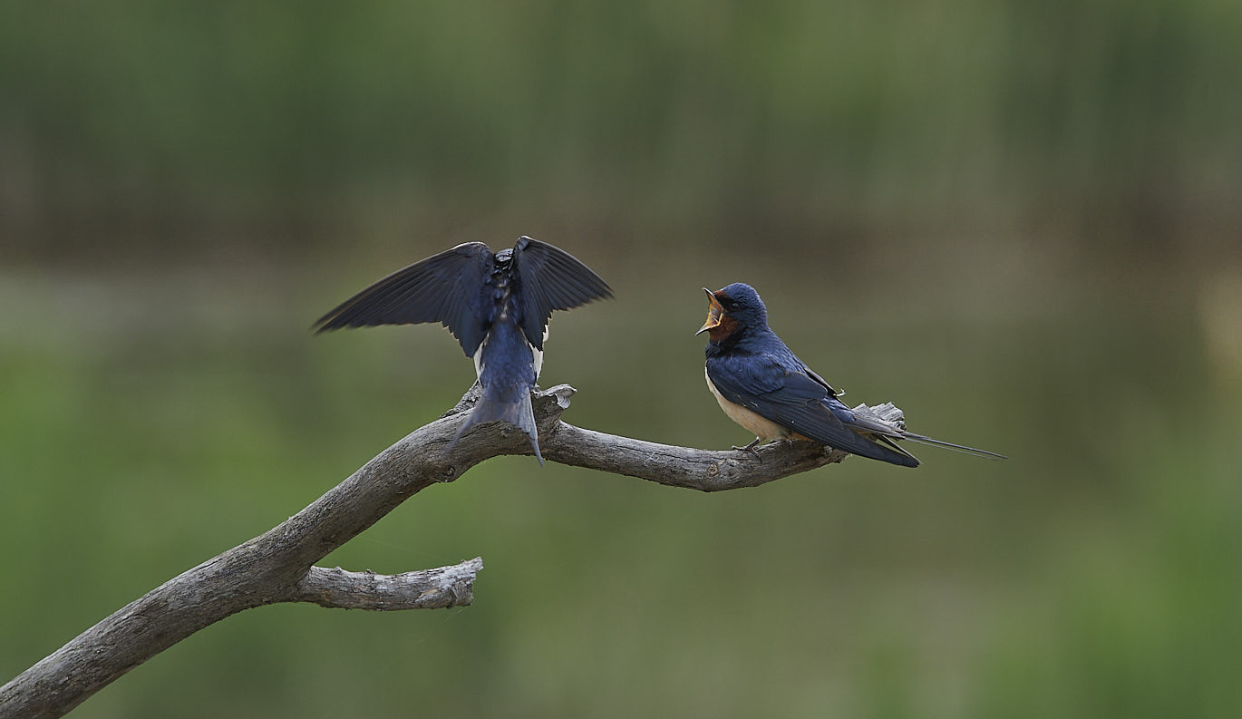 Hirondelle rustique - Barn Swallow